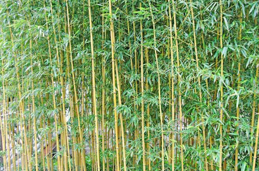 葫芦丝材料：金竹